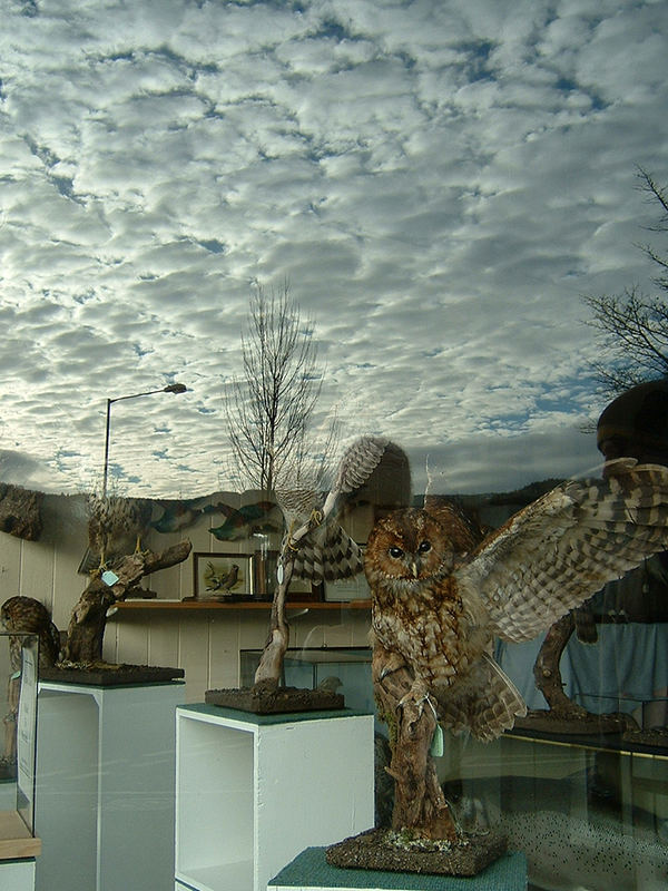 Taxidermy Sky