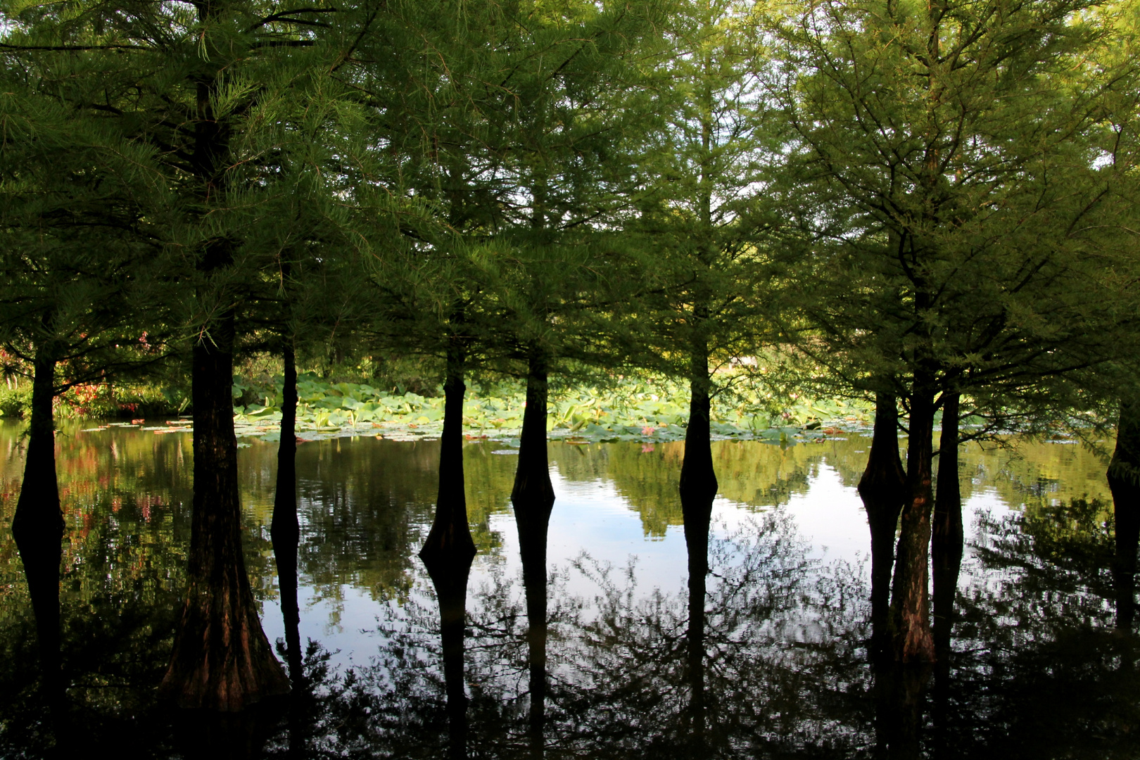 Taxodium a scendens