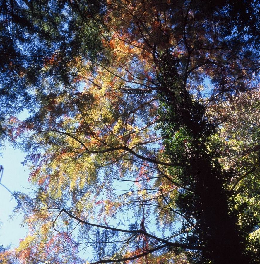 Taxodium distichum