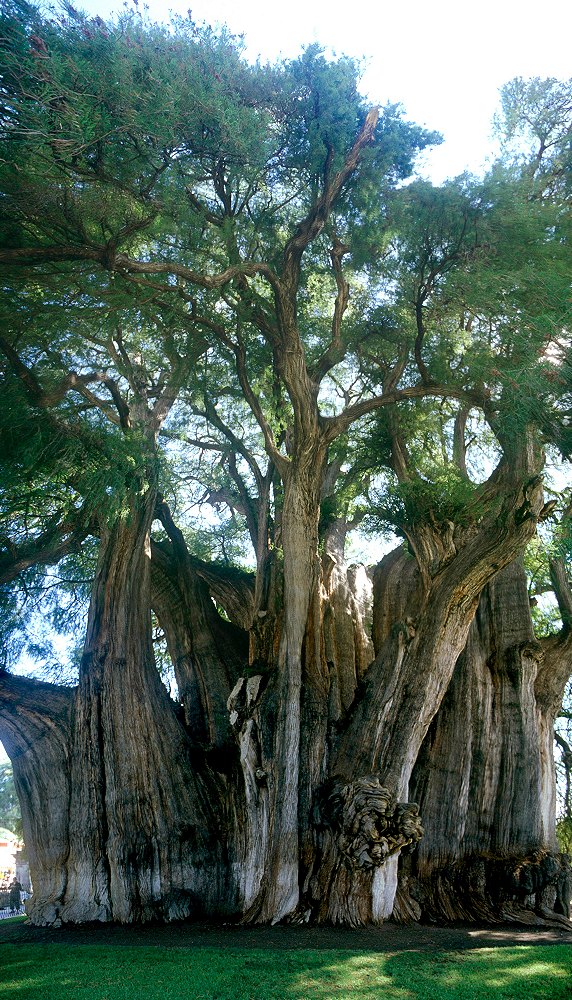 Taxodium mucronatum