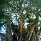 Taxodium mucronatum