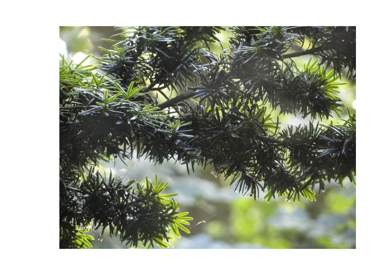 Taxus