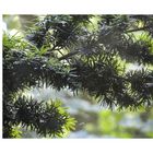 Taxus