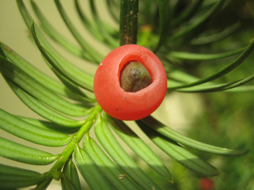 TAXUS BACCATA