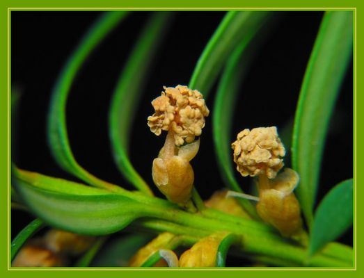 taxus baccata Säulen Eibe