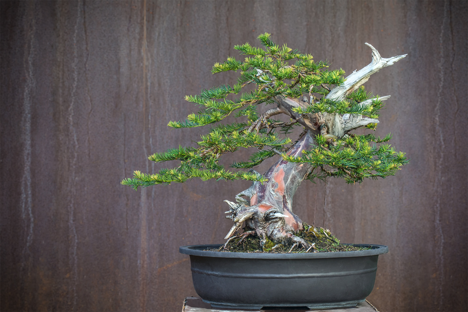 Taxus Bonsai