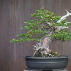 Taxus Bonsai