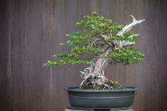 Taxus Bonsai