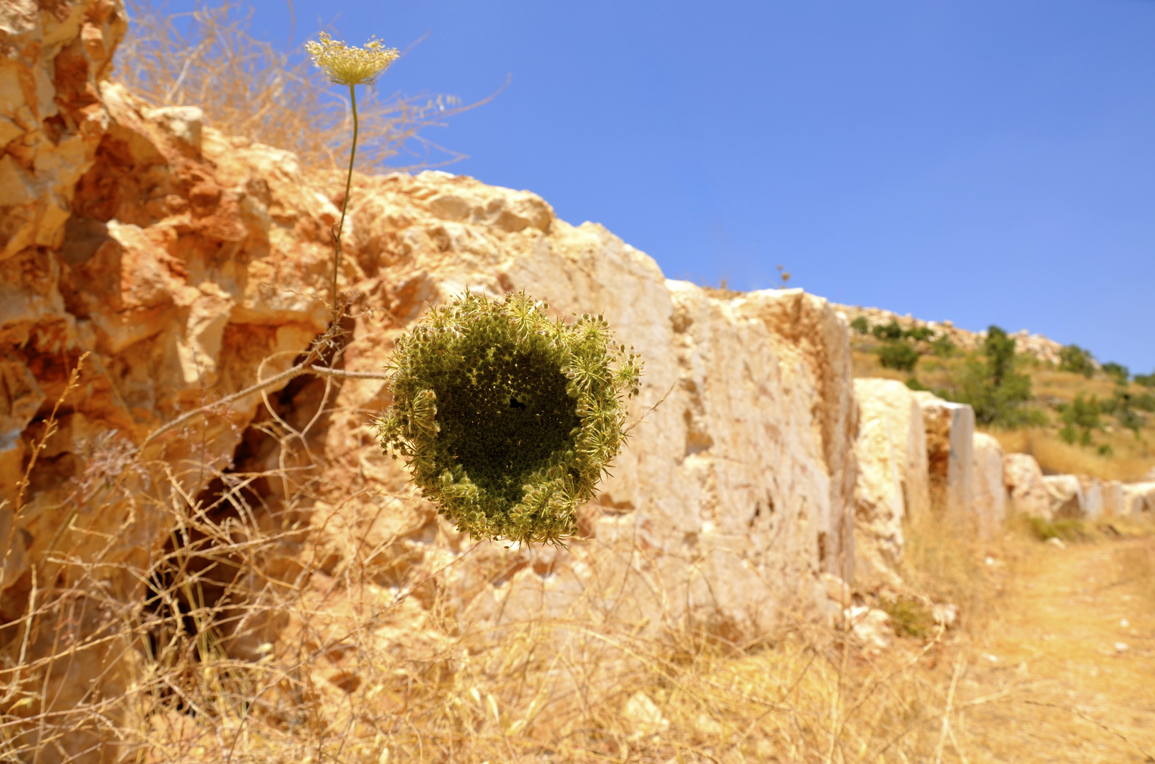 Taybeh in Palestine