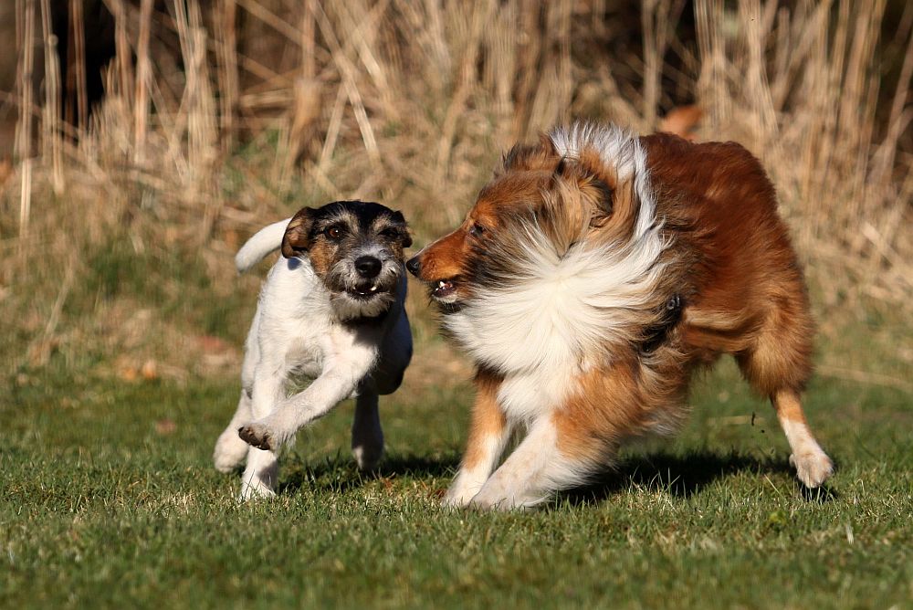 Tayo und Rikke