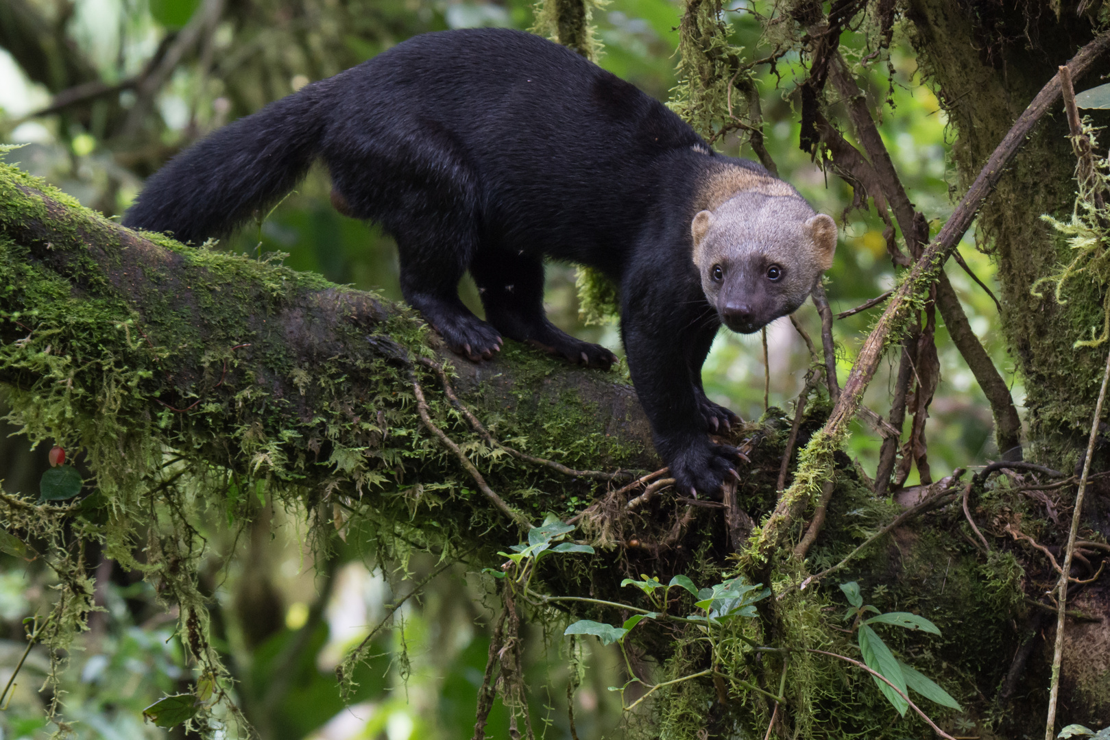 Tayra (Eira barbara), Tandayapa , Ecuador