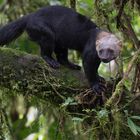 Tayra (Eira barbara), Tandayapa , Ecuador