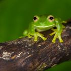 Tayrona Glasfrosch aus dem Nebelwald von Kolumbien