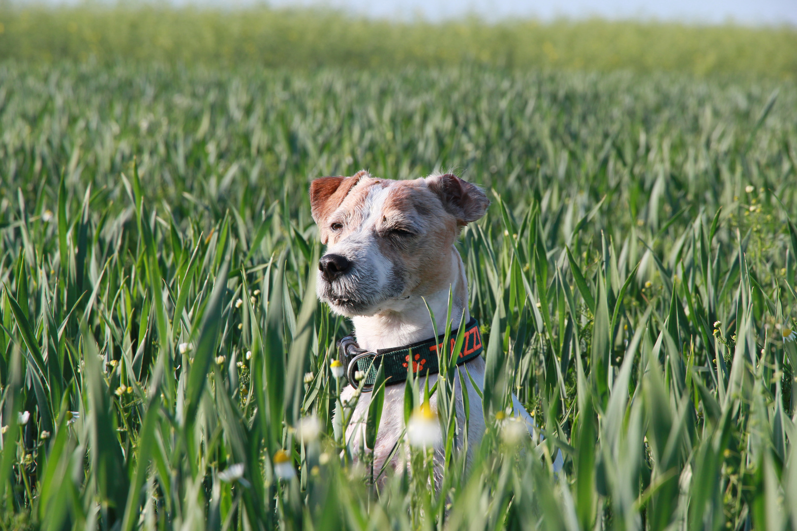 TAZ im Feld