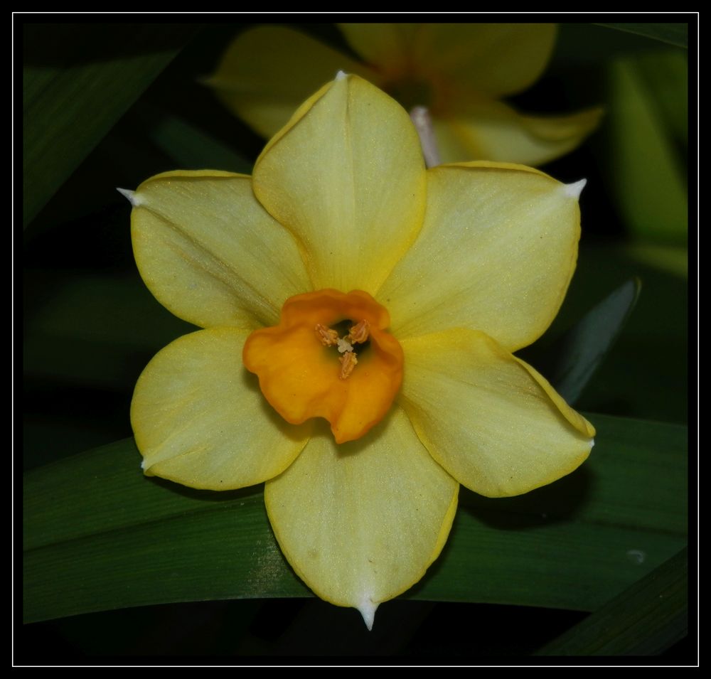 Tazetta-Narzisse (Narcissus Hoopoe)