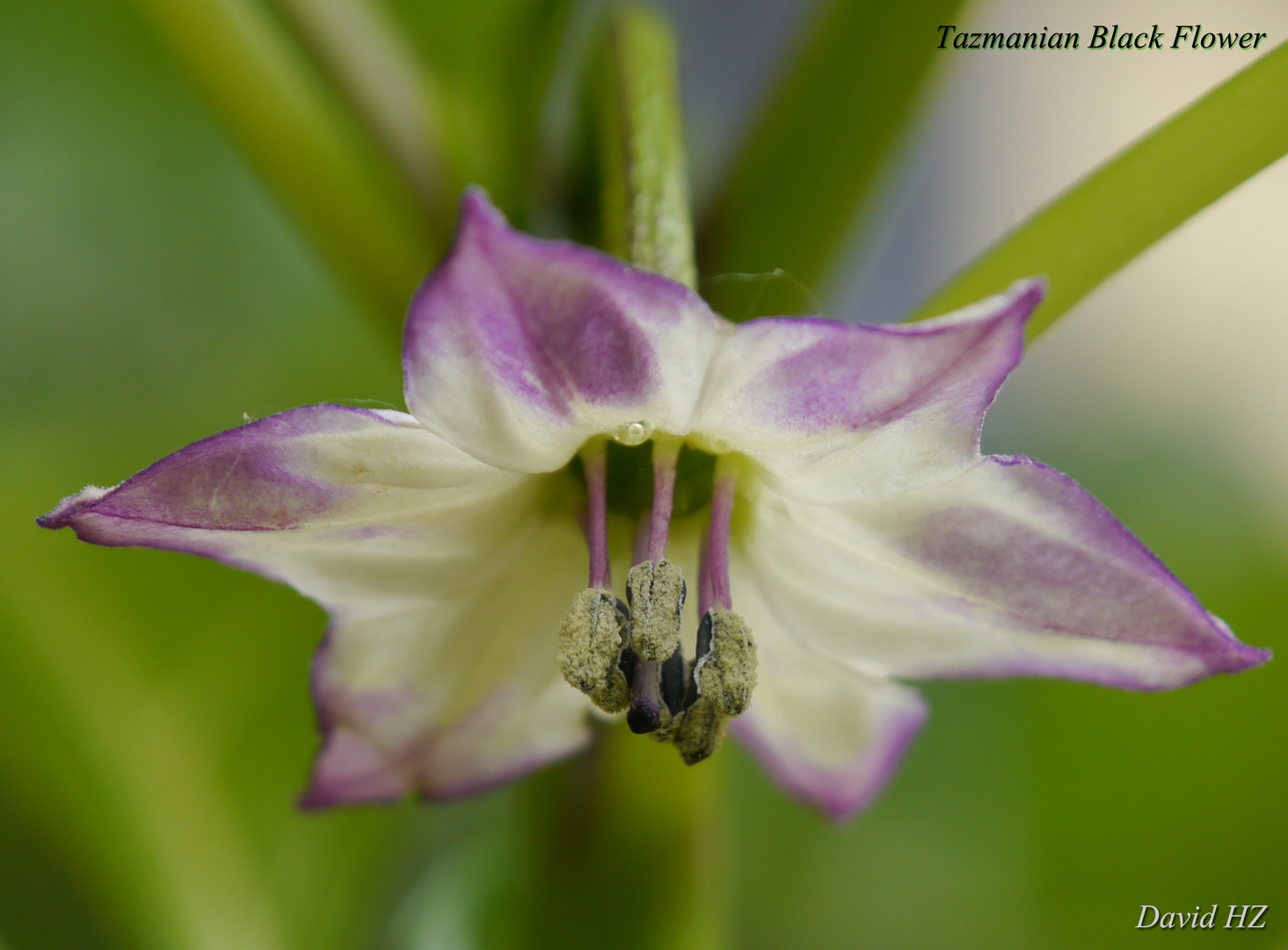 Tazmanian Black Blüte - Chili Sorte