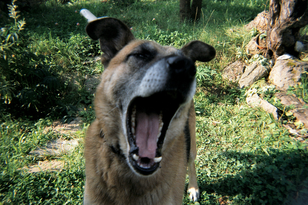 Tchéjékou