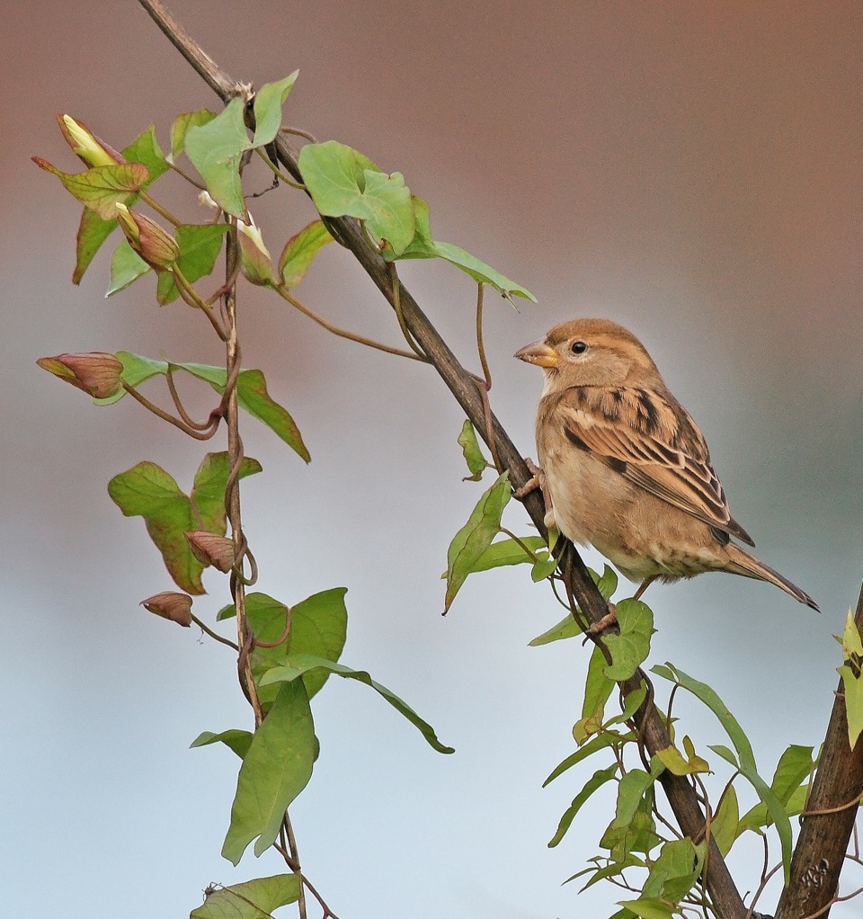 tchip, tchip, tchip..... chante le petit moineau...