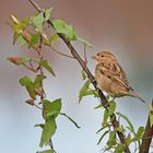 tchip, tchip, tchip..... chante le petit moineau...