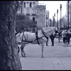 ¿Te apetece un paseo?