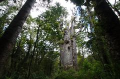 Te Matua Ngahere ("Vater des Waldes") - Waipoua Forest