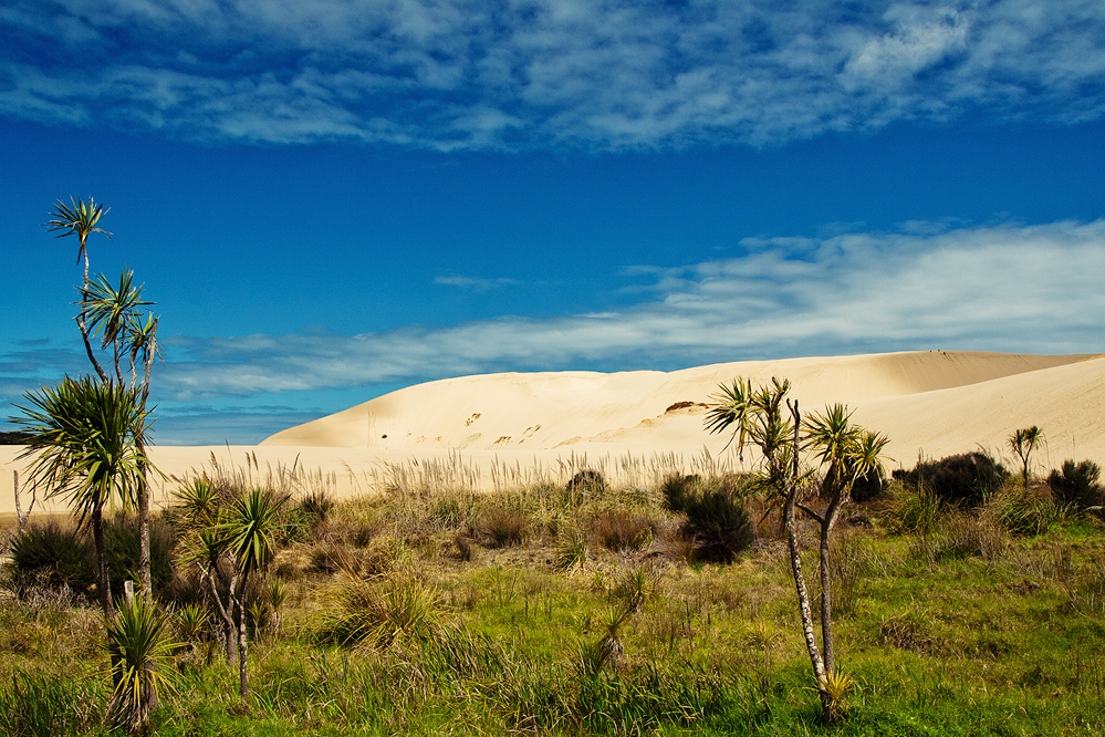 Te Paki Sand Dunes, North Island