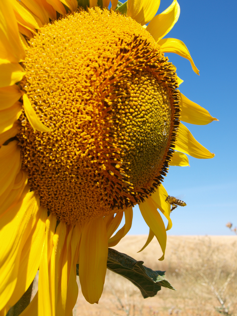 te quiero girasol, dijo la abeja