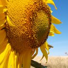 te quiero girasol, dijo la abeja