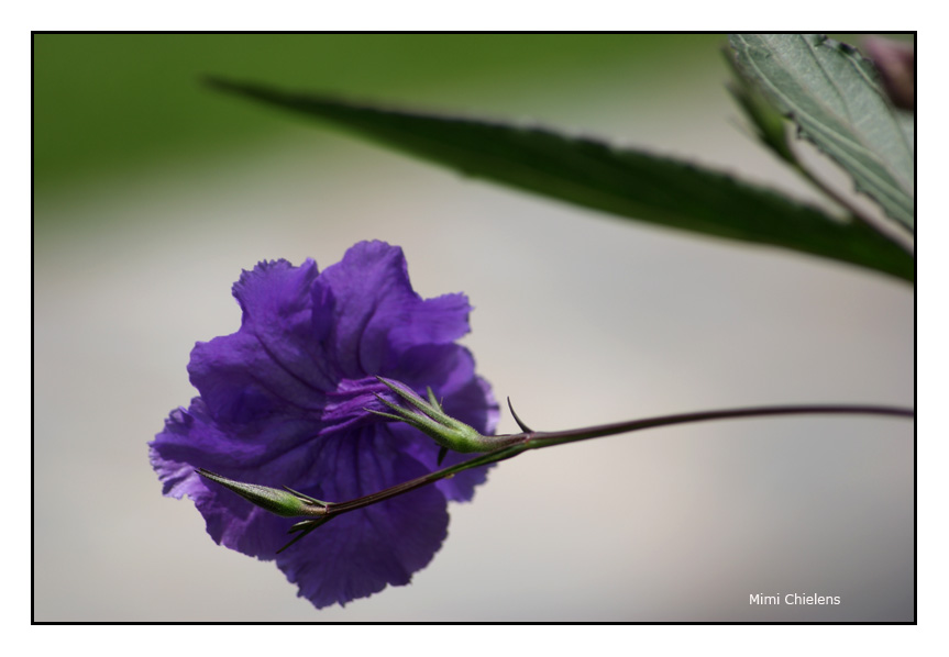 Te quiero violeta