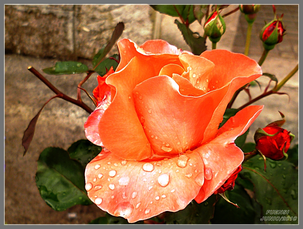 Te regalo una rosa, la encontré en el camino