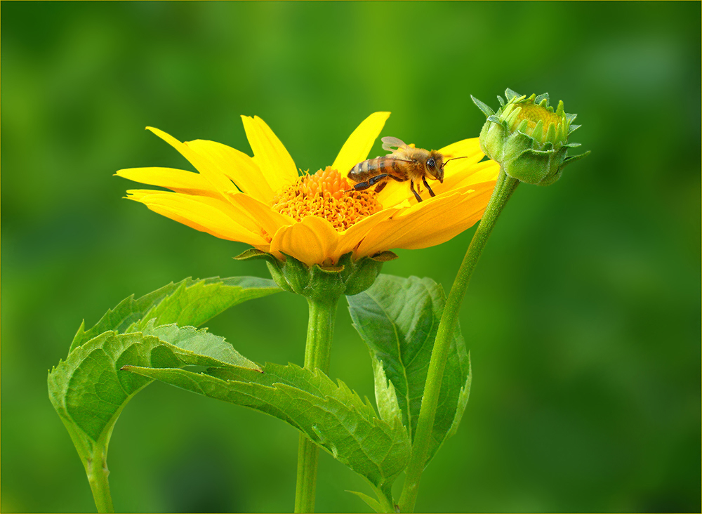 Été - Sommer