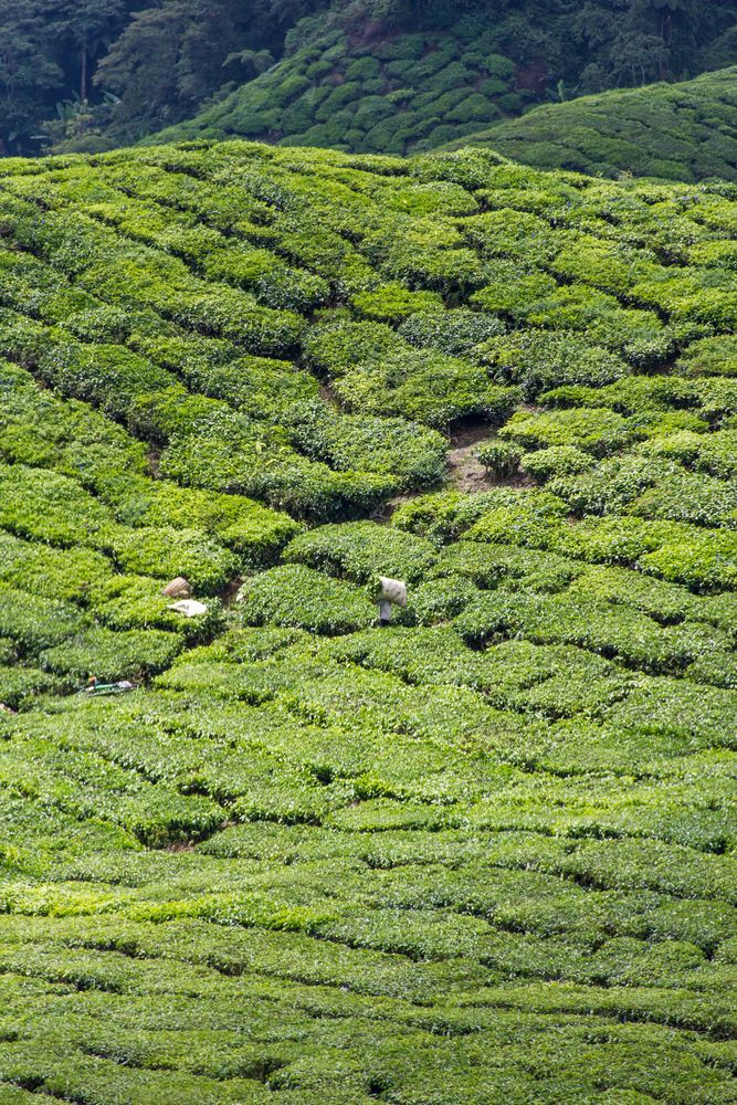 tea - cameron highlands