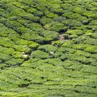 tea - cameron highlands