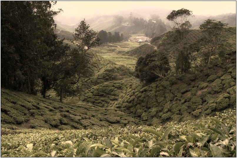 tea estate