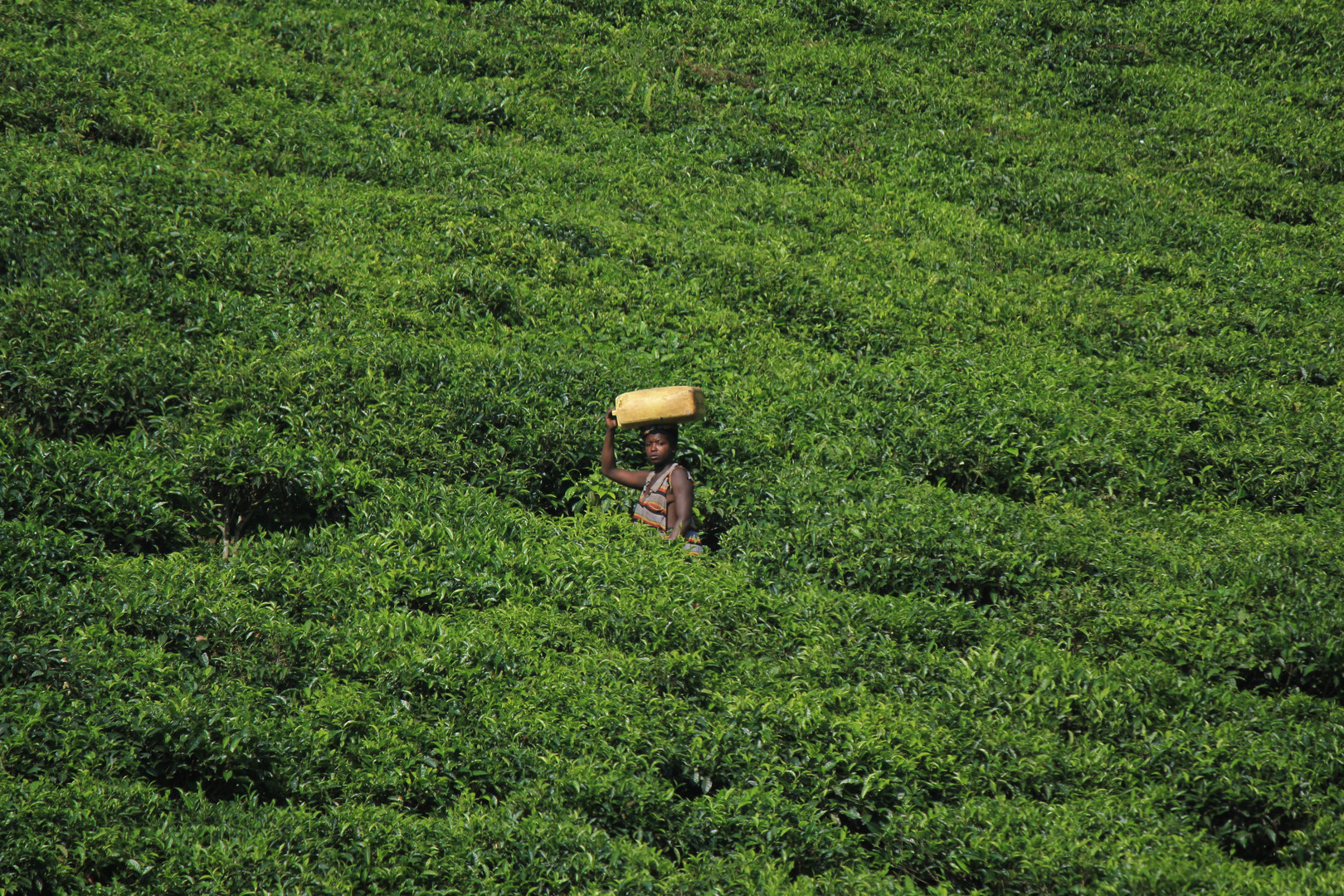 Tea field