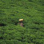 Tea field