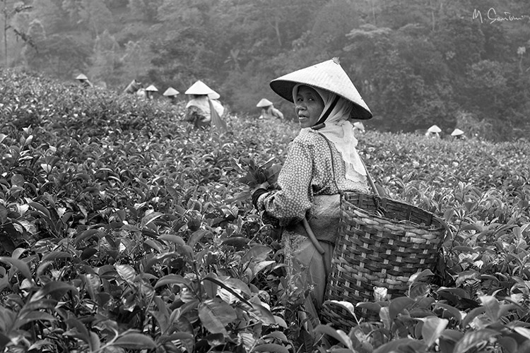 Tea field - Surakarta - Indonesia