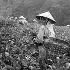 Tea field - Surakarta - Indonesia