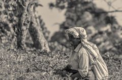 tea harvest  2