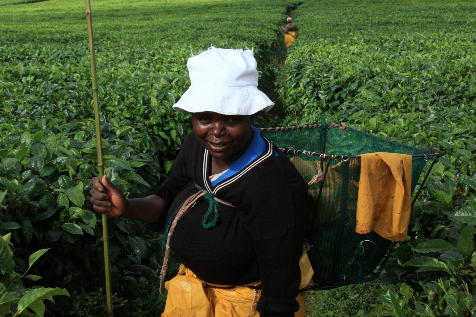 tea harvester