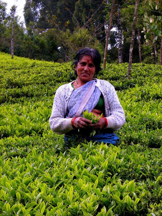 Tea Harvester in Ooty, Tamil Nadu, South India__Teepflueckerin in Ooty