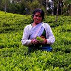 Tea Harvester in Ooty, Tamil Nadu, South India__Teepflueckerin in Ooty
