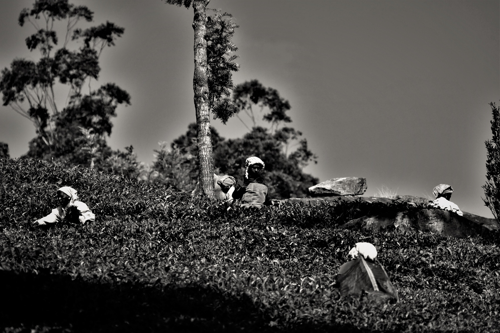 Tea harvesting