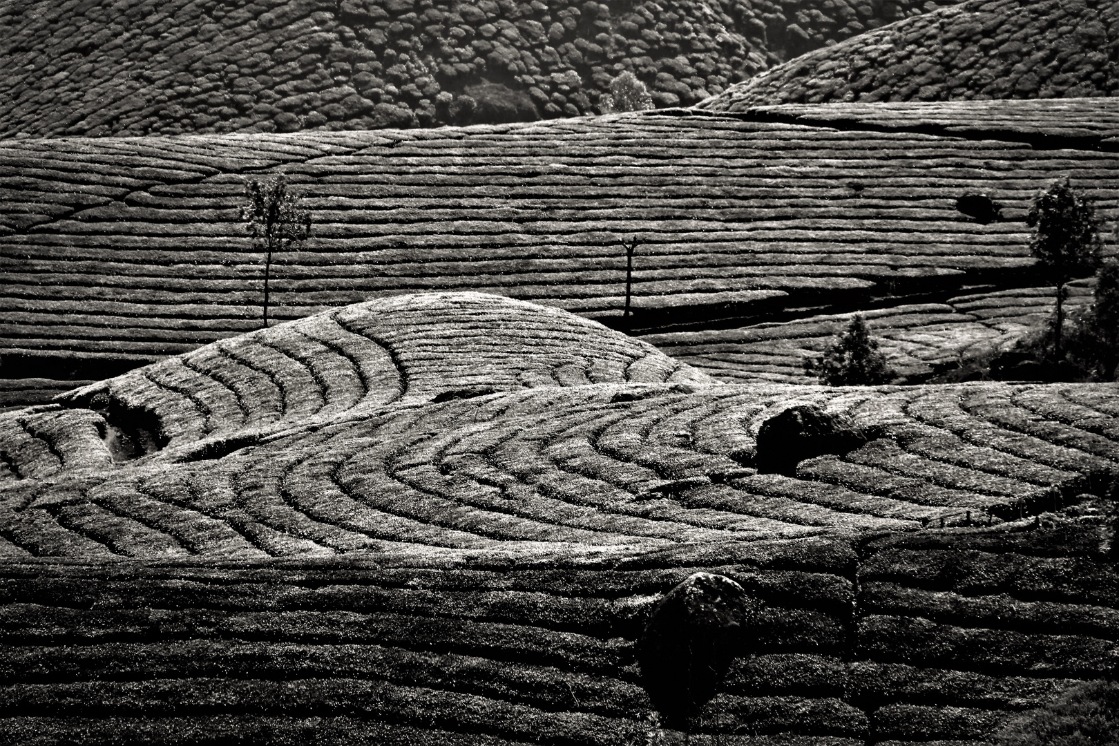 Tea landscape