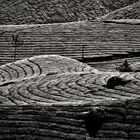 Tea landscape