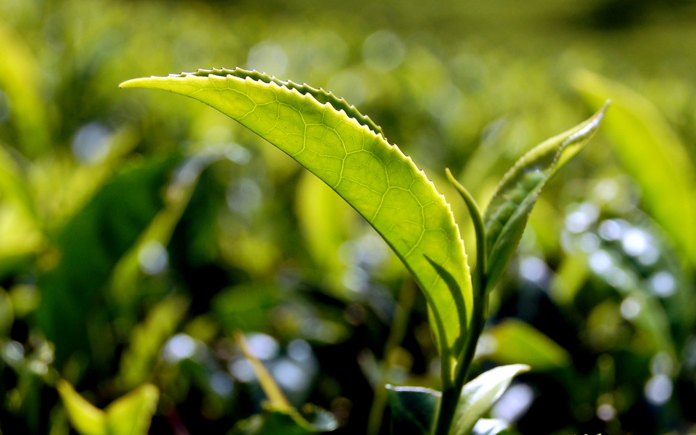 Tea Leaves