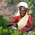 Tea Picker