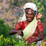 Tea Picker