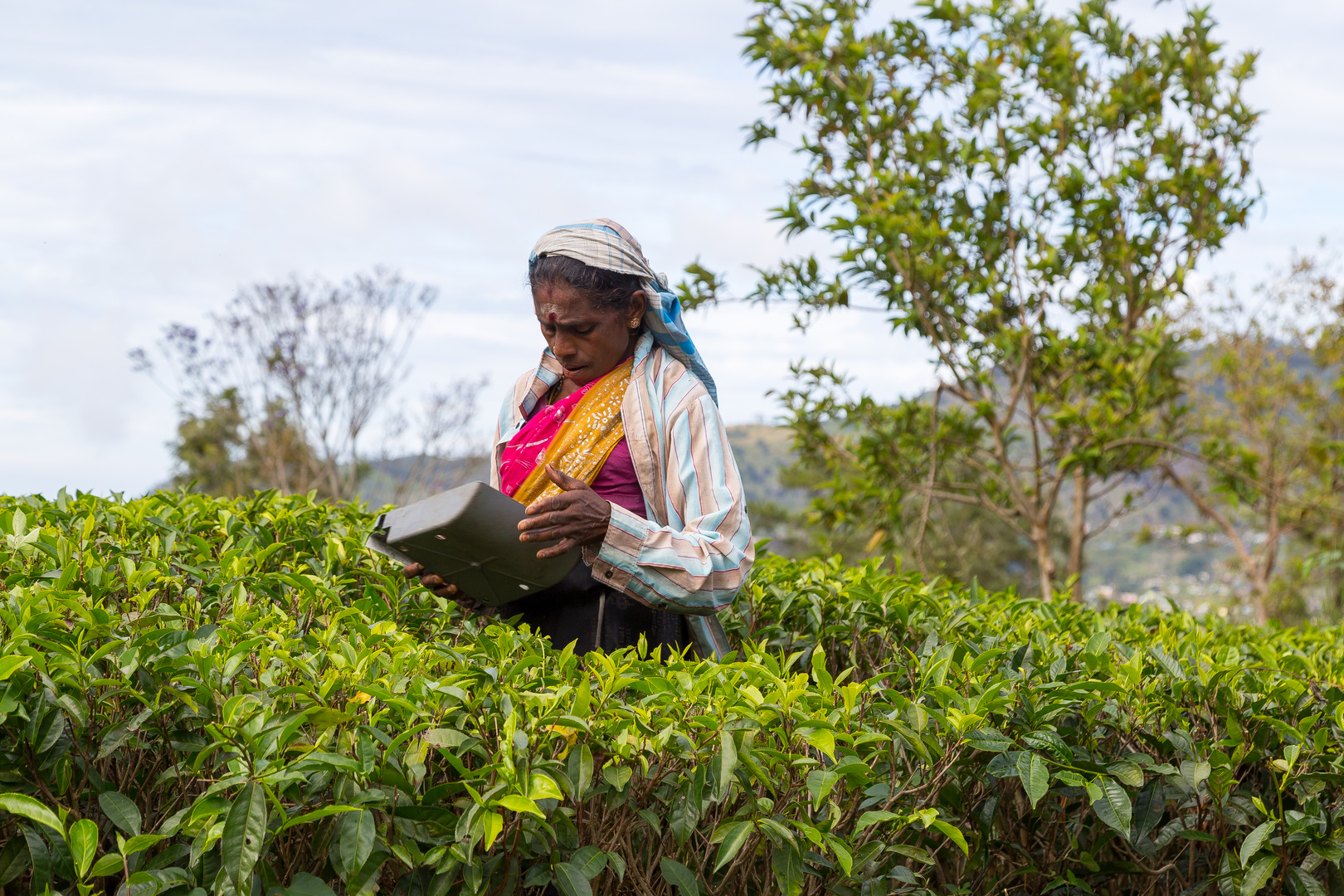 Tea picker Sri Lanka 2017