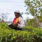 Tea picker Sri Lanka 2017